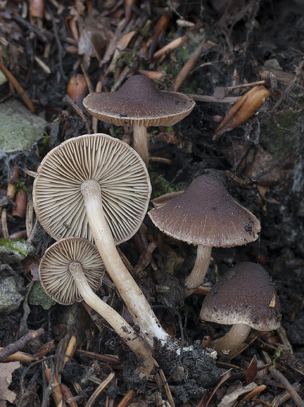 Inocybe brunneoatra